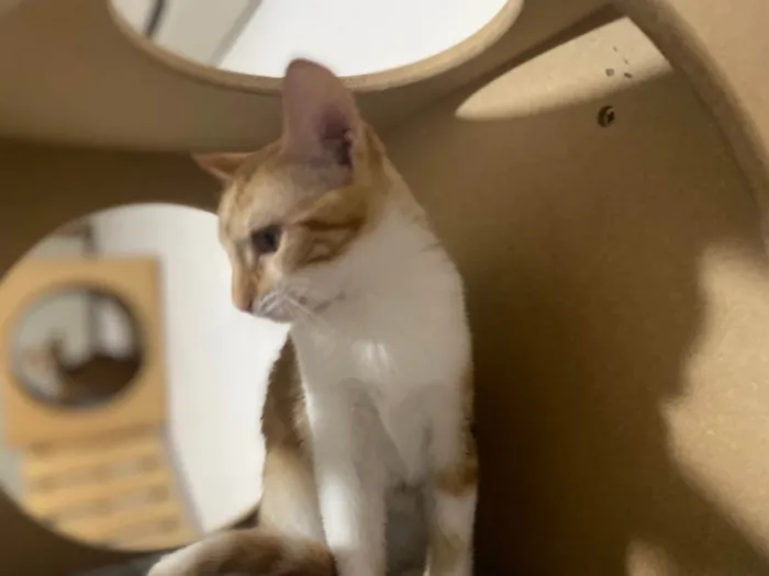 Gato raça Srd idade 2 a 6 meses nome Pokan