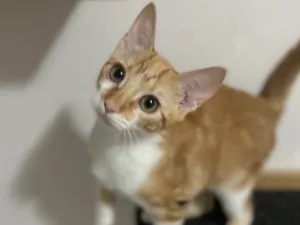 Gato raça Srd idade 2 a 6 meses nome Pokan