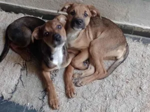 Cachorro raça  idade 2 a 6 meses nome Perola e Belinha