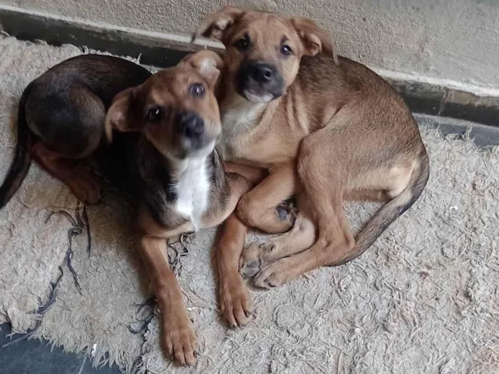 Cachorro raça  idade 2 a 6 meses nome Perola e Belinha