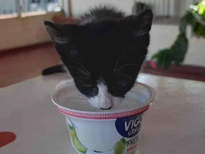 Gato ra a SRD idade Abaixo de 2 meses nome Zoe