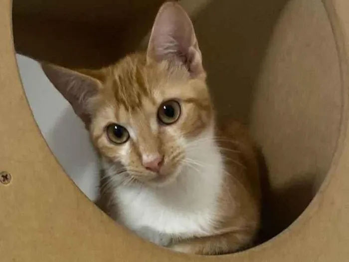 Gato raça Srd idade 2 a 6 meses nome Mexerica