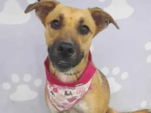 Cachorro raça Srd idade 7 a 11 meses nome Sophia Maria