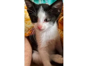 Gato raça SRD-ViraLata idade 2 a 6 meses nome Ava