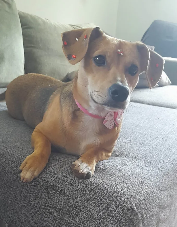 Cachorro ra a Mestica- basset  idade 7 a 11 meses nome Melzinha