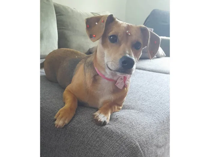 Cachorro ra a Mestica- basset  idade 7 a 11 meses nome Melzinha