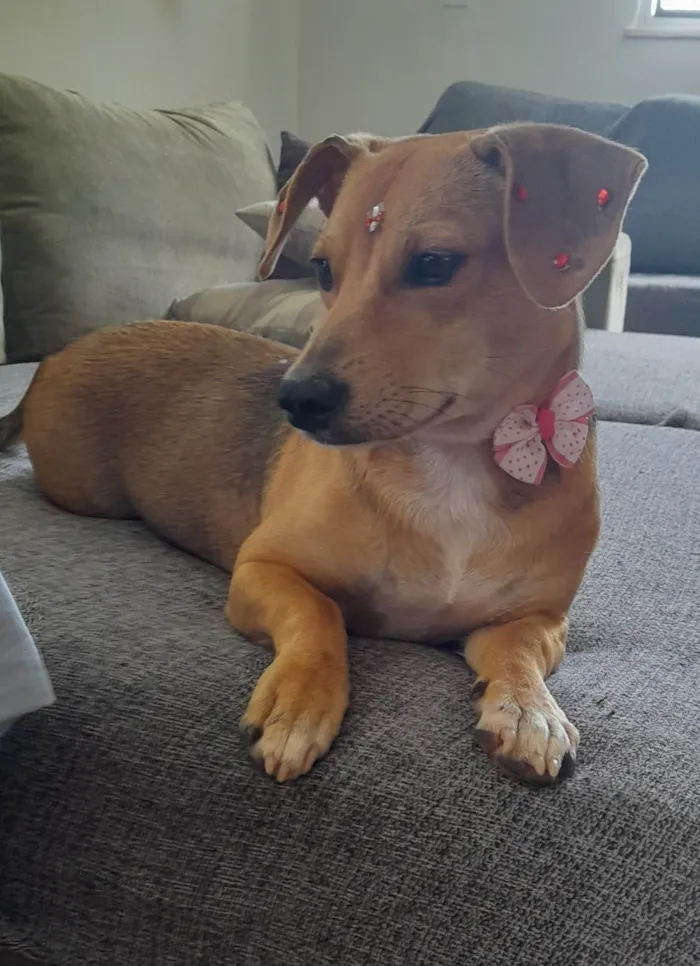 Cachorro ra a Mestica- basset  idade 7 a 11 meses nome Melzinha
