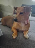Melzinha