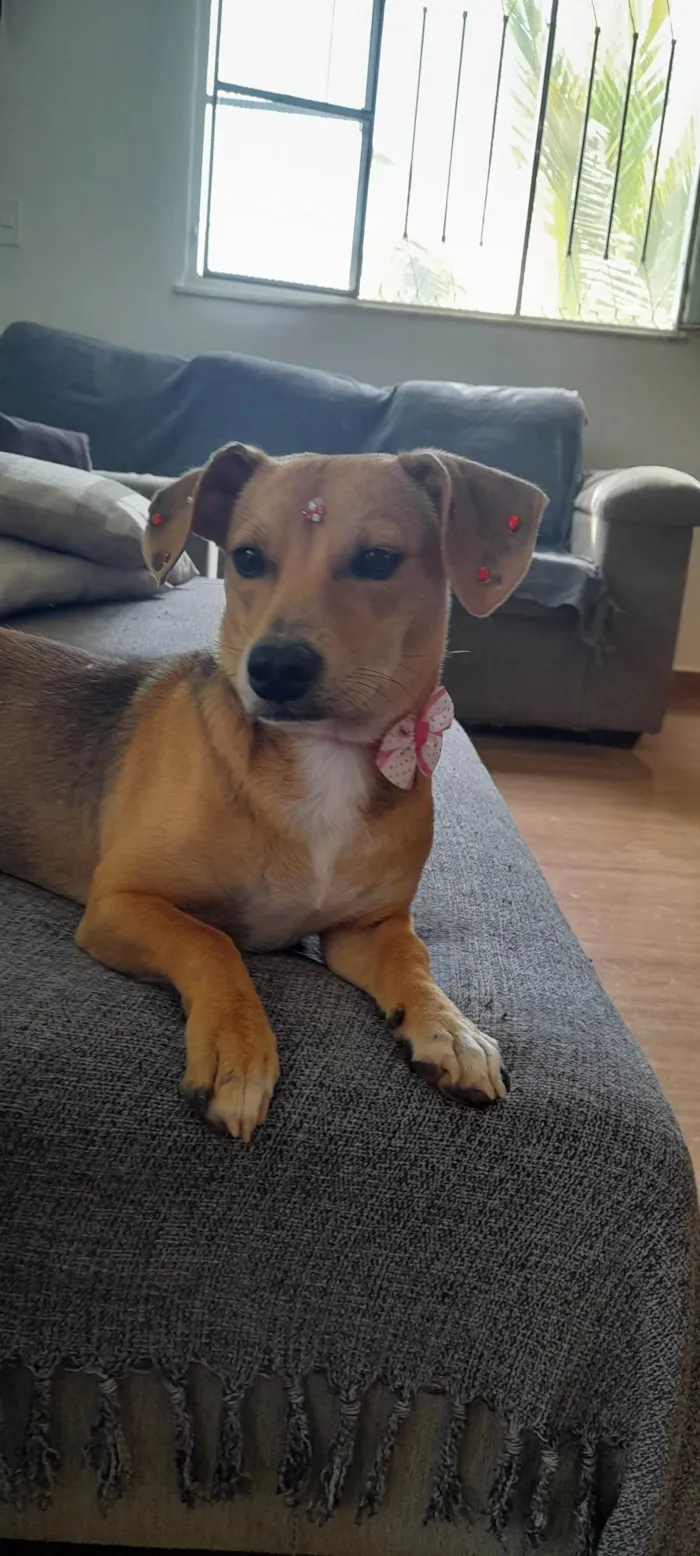 Cachorro ra a Mestica- basset  idade 7 a 11 meses nome Melzinha