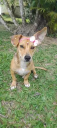 Melzinha