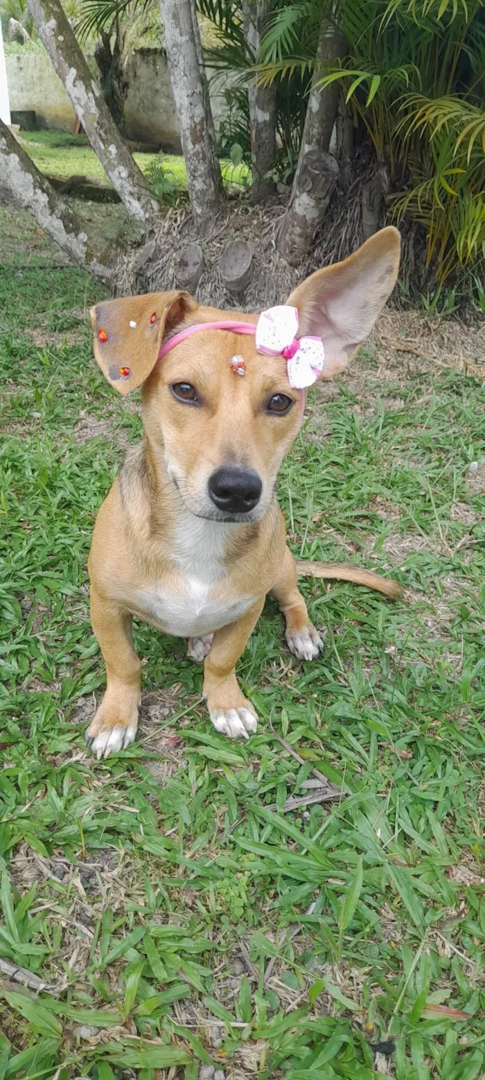Cachorro ra a Mestica- basset  idade 7 a 11 meses nome Melzinha