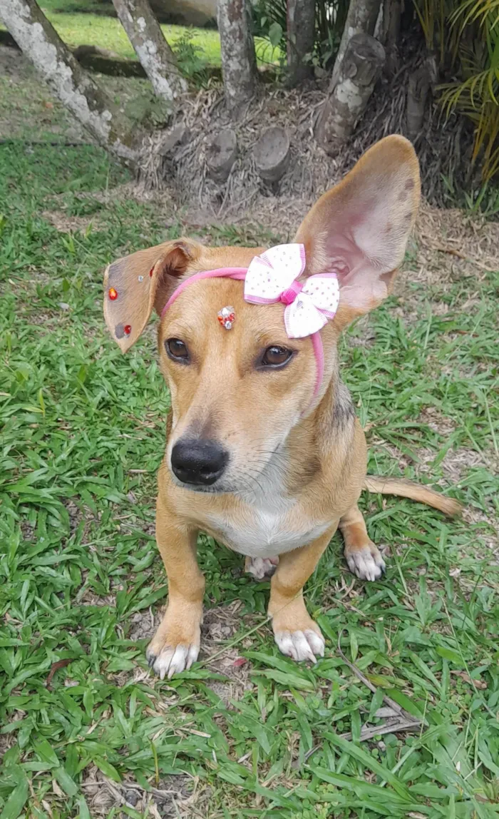Cachorro ra a Mestica- basset  idade 7 a 11 meses nome Melzinha