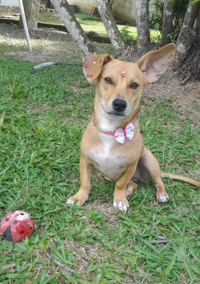 Cachorro ra a Mestica- basset  idade 7 a 11 meses nome Melzinha