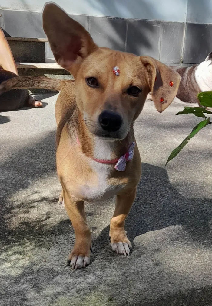 Cachorro ra a Mestica- basset  idade 7 a 11 meses nome Melzinha