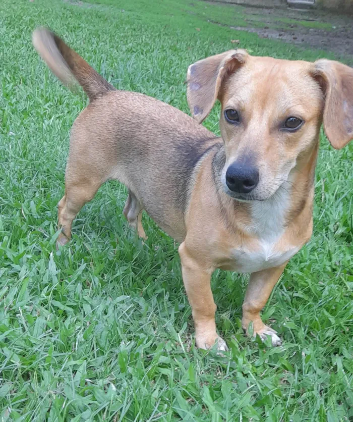Cachorro ra a Mestica- basset  idade 7 a 11 meses nome Melzinha