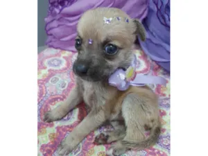 Cachorro raça SRD-ViraLata idade Abaixo de 2 meses nome Filhotes 35 dias