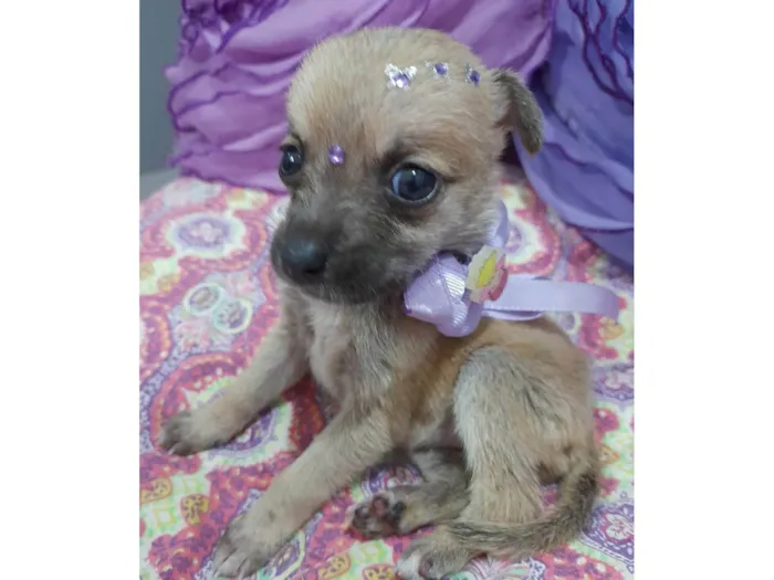 Cachorro ra a SRD-ViraLata idade Abaixo de 2 meses nome Filhotes 35 dias