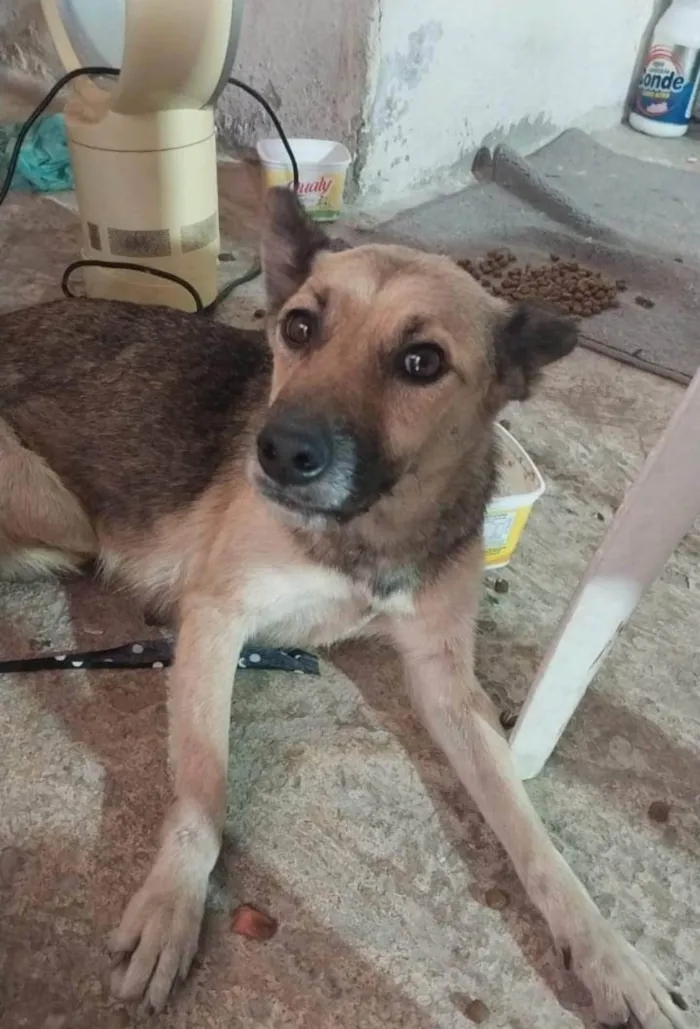 Cachorro ra a SRD-ViraLata idade 1 ano nome Neguinha 