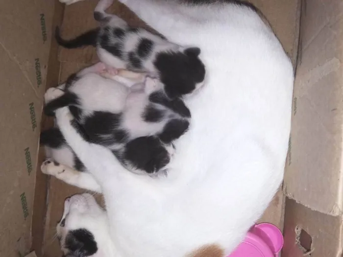 Gato raça  idade Abaixo de 2 meses nome Não dei nomes