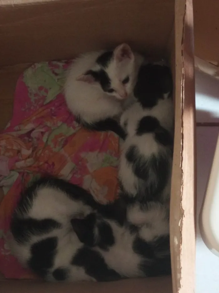 Gato raça  idade Abaixo de 2 meses nome Não dei nomes