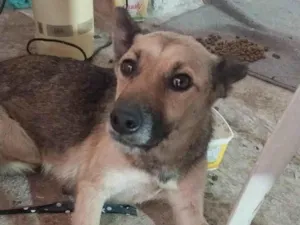 Cachorro raça SRD-ViraLata idade 1 ano nome Neguinha 