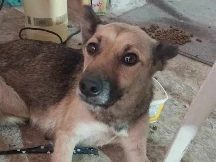 Cachorro ra a SRD-ViraLata idade 1 ano nome Neguinha 