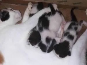 Gato raça  idade Abaixo de 2 meses nome Não dei nomes