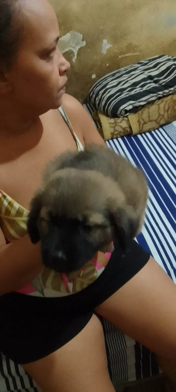 Cachorro ra a Raça comum  idade 2 a 6 meses nome Sem nome 