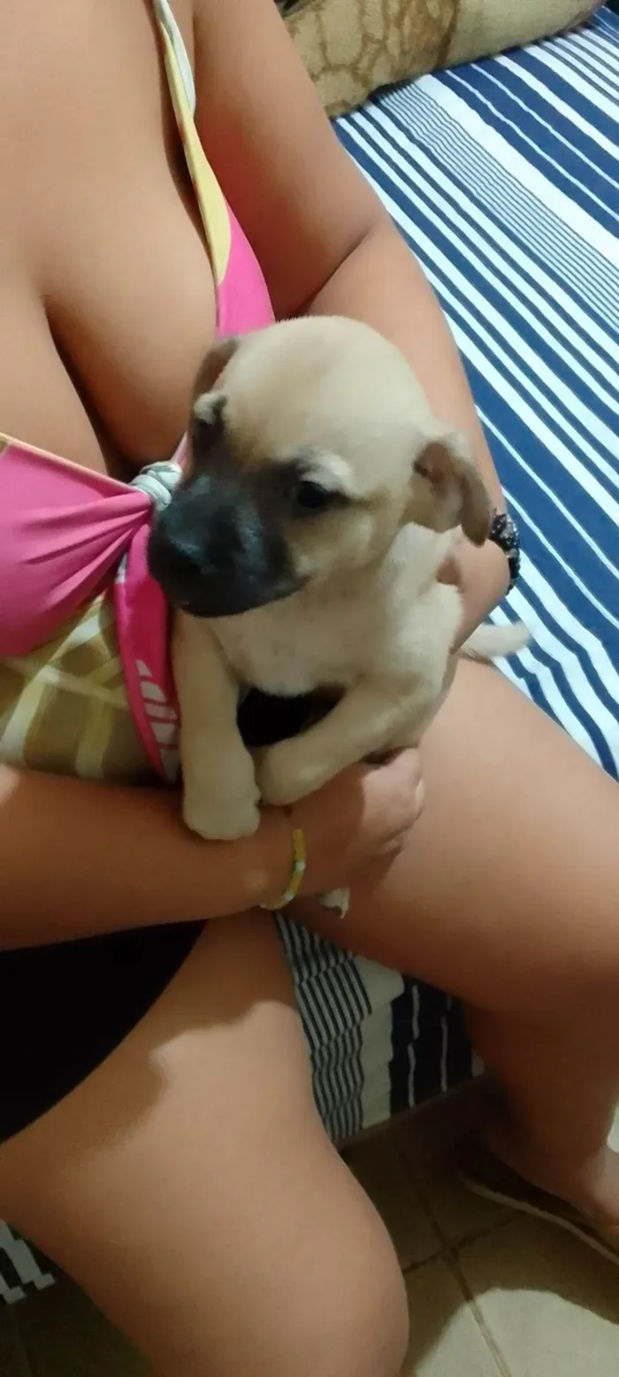 Cachorro ra a Raça comum  idade 2 a 6 meses nome Sem nome 