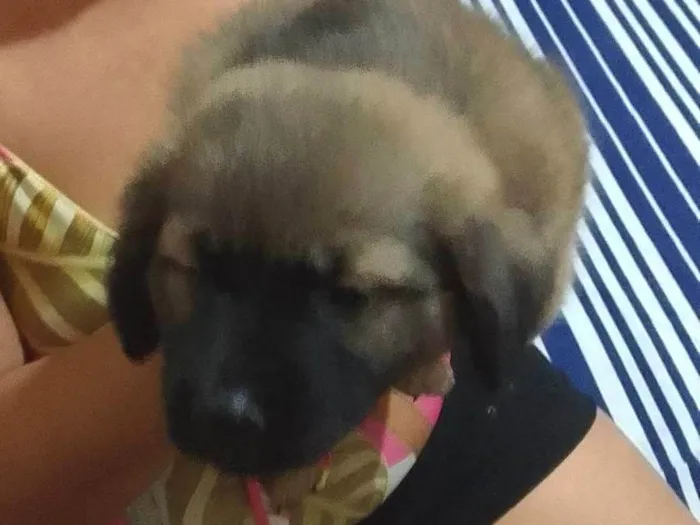 Cachorro ra a Raça comum  idade 2 a 6 meses nome Sem nome 