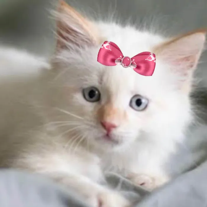 Gato ra a Mestica  idade 2 a 6 meses nome Luna 