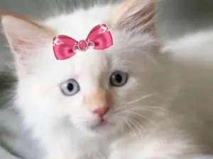 Gato raça Mestica  idade 2 a 6 meses nome Luna 