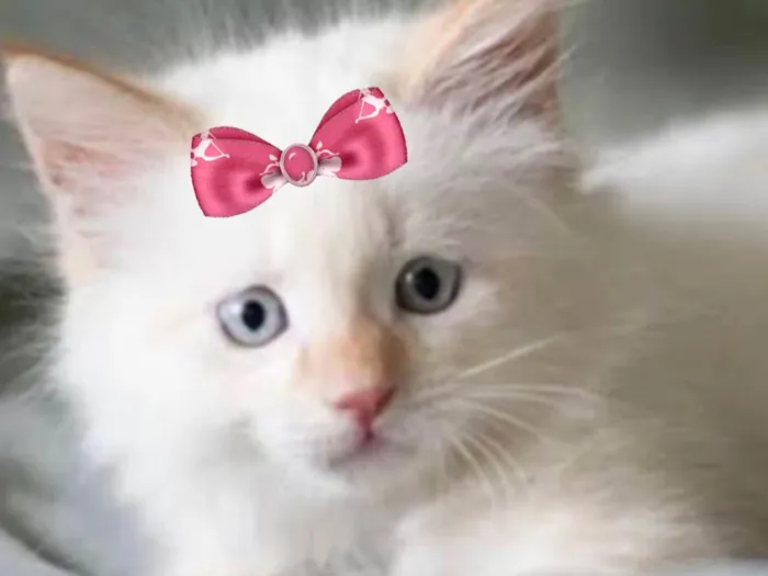 Gato ra a Mestica  idade 2 a 6 meses nome Luna 