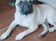 Duke