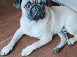 Cachorro raça Pug idade 7 a 11 meses nome Duke
