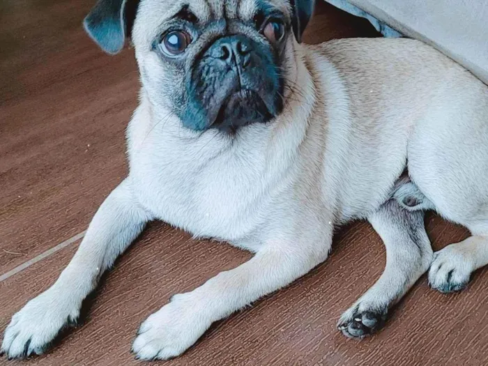 Cachorro ra a Pug idade 7 a 11 meses nome Duke