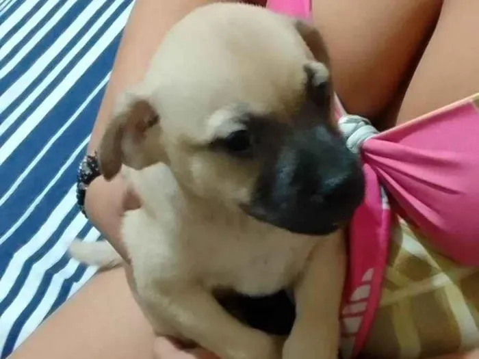 Cachorro ra a Raça comum  idade 2 a 6 meses nome Sem nome 