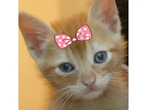 Gato raça Mestica  idade 2 a 6 meses nome Bia 