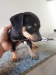 Pepa