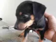 Pepa