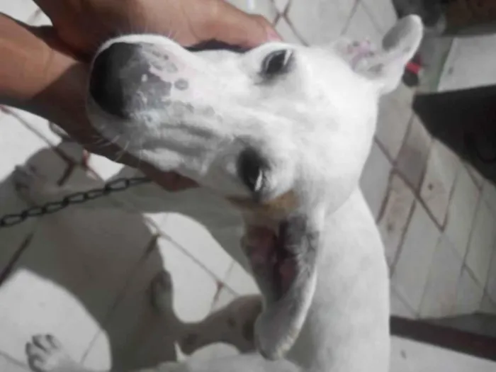 Cachorro ra a SRD-ViraLata idade 2 a 6 meses nome Estrela