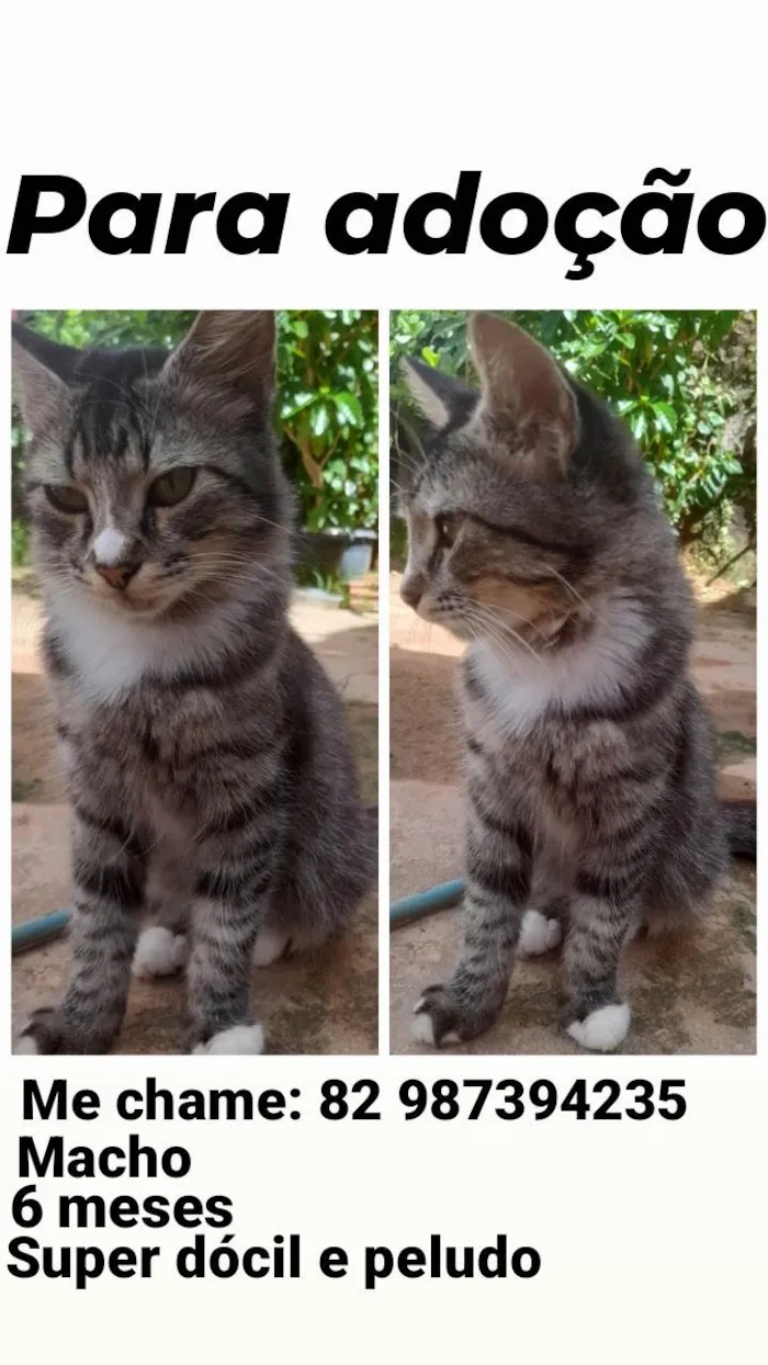 Gato ra a  idade 2 a 6 meses nome Tom