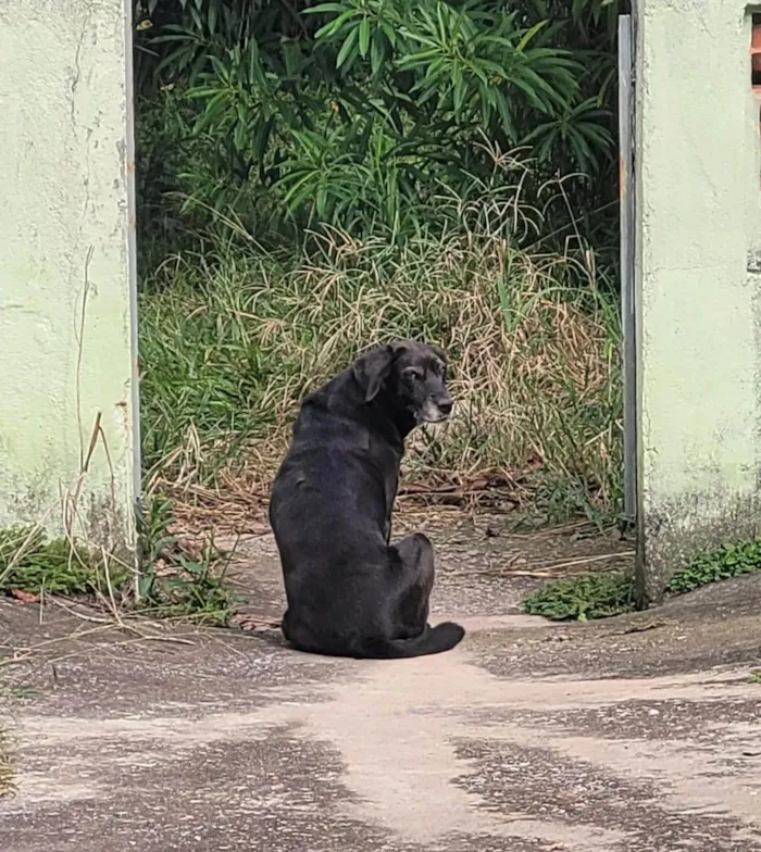 Cachorro ra a Não definida idade 6 ou mais anos nome Lela