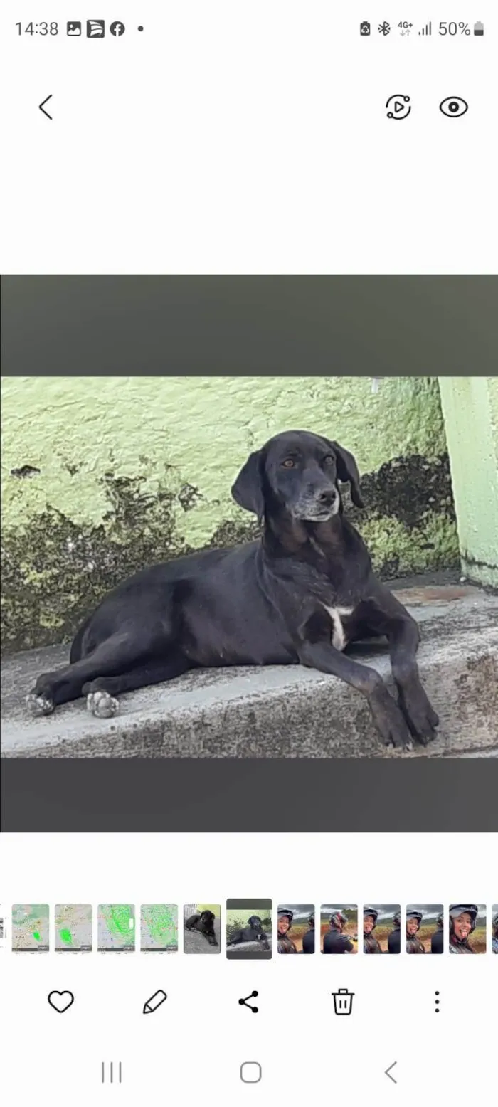 Cachorro ra a Não definida idade 6 ou mais anos nome Lela