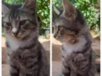 Tom