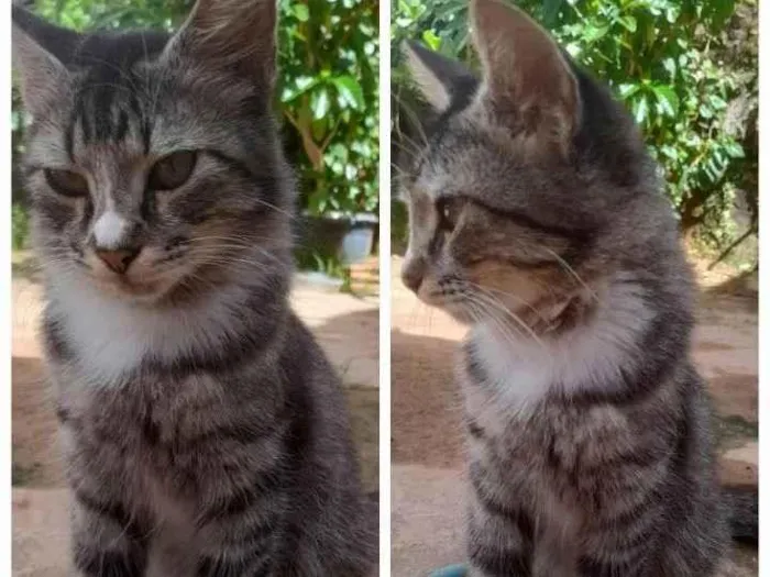 Gato ra a  idade 2 a 6 meses nome Tom