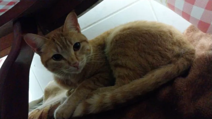 Gato raça Srd idade 1 ano nome Sol