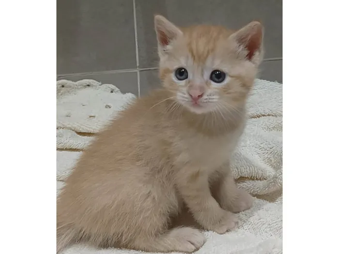 Gato ra a SRD-ViraLata idade Abaixo de 2 meses nome Sem nome