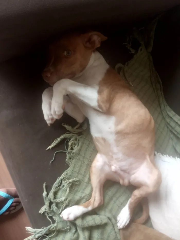 Cachorro raça Vira lata com Pitbull  idade 2 a 6 meses nome Guri 