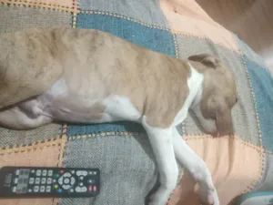 Cachorro raça Vira lata com Pitbull  idade 2 a 6 meses nome Guri 